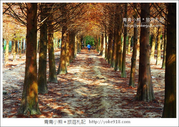 嘉義景點》中埔落羽松森林.彷彿置身在北國風景裡~一起漫步落羽松林 @青青小熊*旅遊札記 嘉義景點》中埔落羽松森林.彷彿置身在北國風景裡~一起漫步落羽松林 @青青小熊*旅遊札記