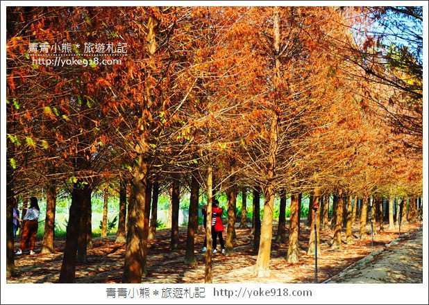嘉義景點》中埔落羽松森林．彷彿置身在北國風景裡~一起漫步落羽松林 @青青小熊＊旅遊札記