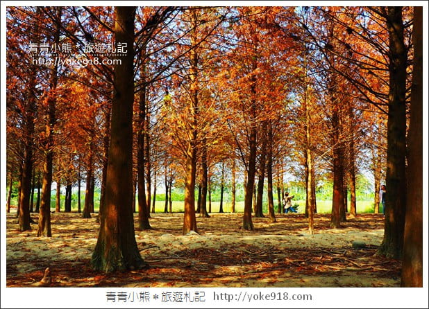 嘉義景點》中埔落羽松森林．彷彿置身在北國風景裡~一起漫步落羽松林 @青青小熊＊旅遊札記