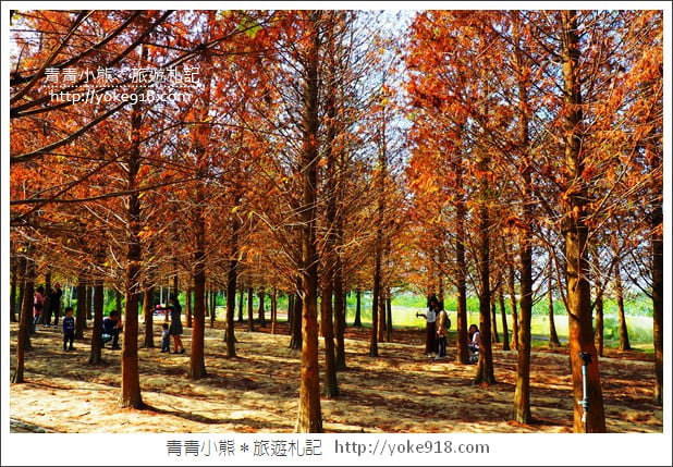 嘉義景點》中埔落羽松森林.彷彿置身在北國風景裡~一起漫步落羽松林 @青青小熊*旅遊札記 嘉義景點》中埔落羽松森林.彷彿置身在北國風景裡~一起漫步落羽松林 @青青小熊*旅遊札記