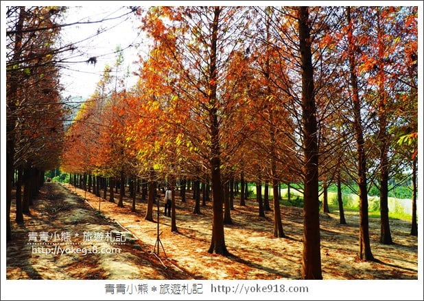 嘉義景點》中埔落羽松森林．彷彿置身在北國風景裡~一起漫步落羽松林 @青青小熊＊旅遊札記
