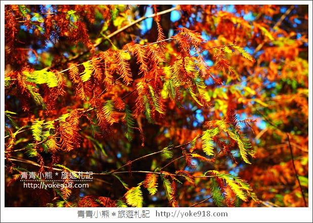 嘉義景點》中埔落羽松森林．彷彿置身在北國風景裡~一起漫步落羽松林 @青青小熊＊旅遊札記