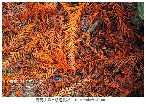 嘉義景點》中埔落羽松森林.彷彿置身在北國風景裡~一起漫步落羽松林 @青青小熊*旅遊札記 嘉義景點》中埔落羽松森林.彷彿置身在北國風景裡~一起漫步落羽松林 @青青小熊*旅遊札記