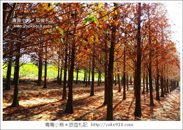 嘉義景點》中埔落羽松森林.彷彿置身在北國風景裡~一起漫步落羽松林 @青青小熊*旅遊札記 嘉義景點》中埔落羽松森林.彷彿置身在北國風景裡~一起漫步落羽松林 @青青小熊*旅遊札記