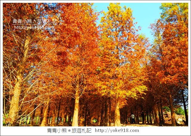 嘉義景點》中埔落羽松森林．彷彿置身在北國風景裡~一起漫步落羽松林 @青青小熊＊旅遊札記