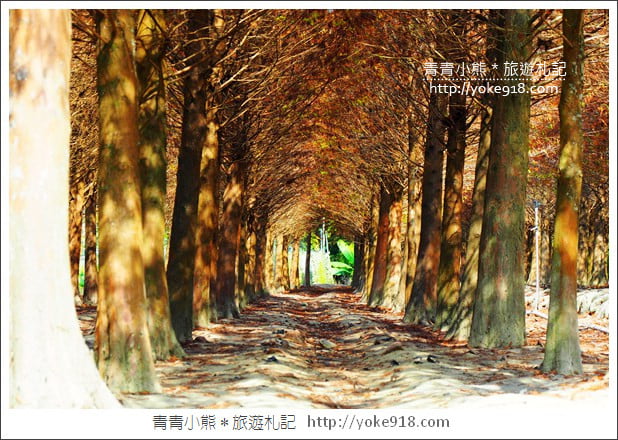 嘉義景點》中埔落羽松森林.彷彿置身在北國風景裡~一起漫步落羽松林 @青青小熊*旅遊札記 嘉義景點》中埔落羽松森林.彷彿置身在北國風景裡~一起漫步落羽松林 @青青小熊*旅遊札記