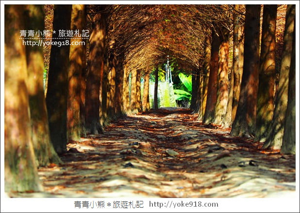 嘉義景點》中埔落羽松森林.彷彿置身在北國風景裡~一起漫步落羽松林 @青青小熊*旅遊札記 嘉義景點》中埔落羽松森林.彷彿置身在北國風景裡~一起漫步落羽松林 @青青小熊*旅遊札記