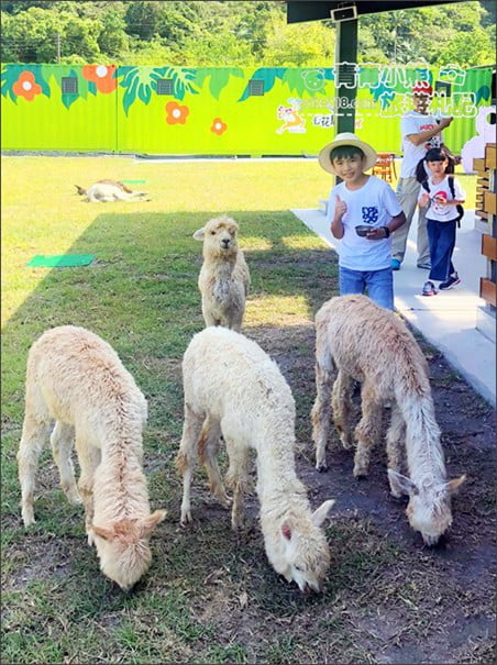 宜蘭新景點》心花鹿Fun(宜鹿發)．宜蘭親子景點~超可愛羊駝.駱馬.小鹿陪你趴趴走 @青青小熊＊旅遊札記