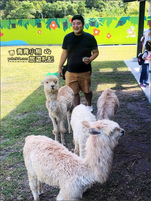 宜蘭新景點》心花鹿Fun(宜鹿發)．宜蘭親子景點~超可愛羊駝.駱馬.小鹿陪你趴趴走 @青青小熊＊旅遊札記