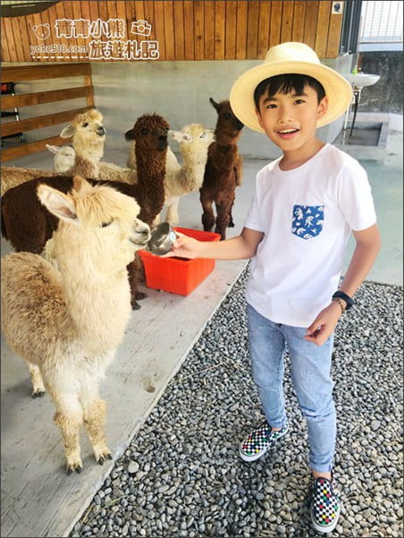 宜蘭新景點》心花鹿Fun(宜鹿發)．宜蘭親子景點~超可愛羊駝.駱馬.小鹿陪你趴趴走 @青青小熊＊旅遊札記