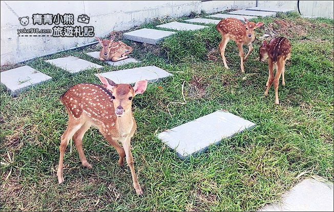 宜蘭新景點》心花鹿Fun(宜鹿發)．宜蘭親子景點~超可愛羊駝.駱馬.小鹿陪你趴趴走 @青青小熊＊旅遊札記