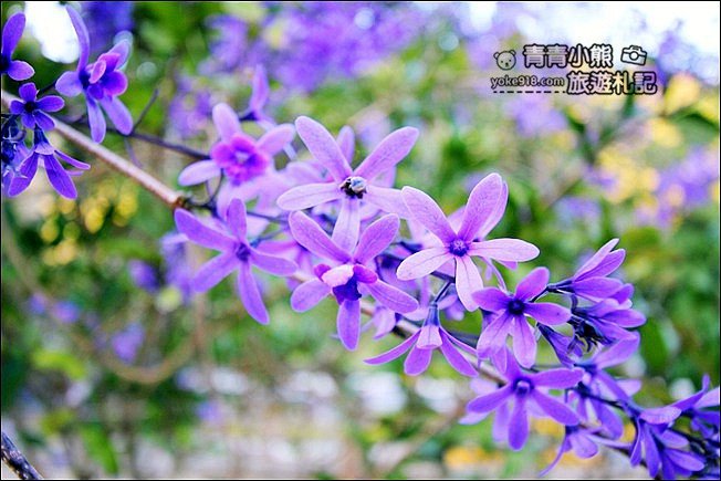 南投景點》南平山道田生態農場．埔里錫葉藤盛開中~浪漫紫花景點 @青青小熊＊旅遊札記