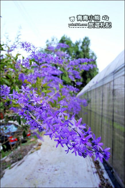南投景點》南平山道田生態農場.埔里錫葉藤盛開中~浪漫紫花景點 @青青小熊*旅遊札記 南投景點》南平山道田生態農場.埔里錫葉藤盛開中~浪漫紫花景點 @青青小熊*旅遊札記