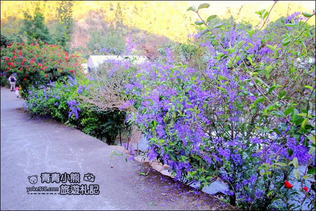 南投景點》南平山道田生態農場.埔里錫葉藤盛開中~浪漫紫花景點 @青青小熊*旅遊札記 南投景點》南平山道田生態農場.埔里錫葉藤盛開中~浪漫紫花景點 @青青小熊*旅遊札記