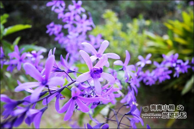 南投景點》南平山道田生態農場.埔里錫葉藤盛開中~浪漫紫花景點 @青青小熊*旅遊札記 南投景點》南平山道田生態農場.埔里錫葉藤盛開中~浪漫紫花景點 @青青小熊*旅遊札記