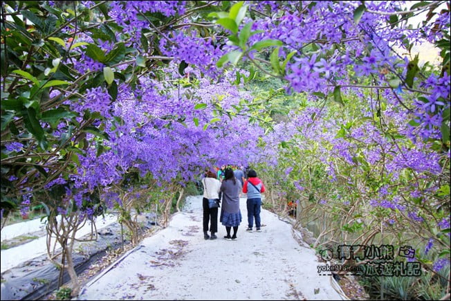 南投景點》南平山道田生態農場．埔里錫葉藤盛開中~浪漫紫花景點 @青青小熊＊旅遊札記