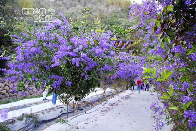 南投景點》南平山道田生態農場.埔里錫葉藤盛開中~浪漫紫花景點 @青青小熊*旅遊札記 南投景點》南平山道田生態農場.埔里錫葉藤盛開中~浪漫紫花景點 @青青小熊*旅遊札記