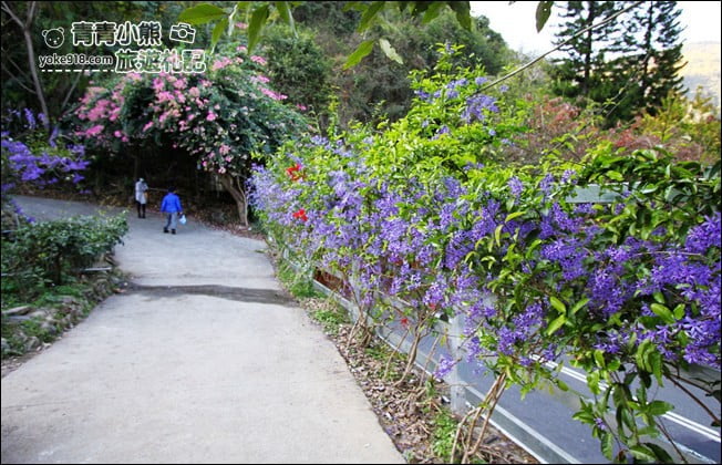 南投景點》南平山道田生態農場.埔里錫葉藤盛開中~浪漫紫花景點 @青青小熊*旅遊札記 南投景點》南平山道田生態農場.埔里錫葉藤盛開中~浪漫紫花景點 @青青小熊*旅遊札記
