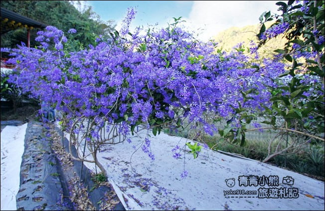 南投景點》南平山道田生態農場.埔里錫葉藤盛開中~浪漫紫花景點 @青青小熊*旅遊札記 南投景點》南平山道田生態農場.埔里錫葉藤盛開中~浪漫紫花景點 @青青小熊*旅遊札記