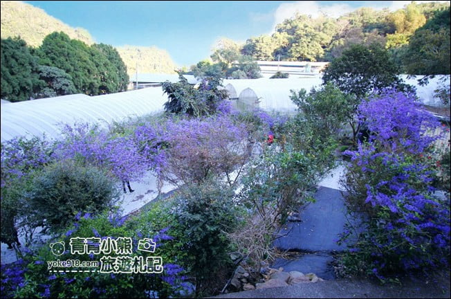 南投景點》南平山道田生態農場.埔里錫葉藤盛開中~浪漫紫花景點 @青青小熊*旅遊札記 南投景點》南平山道田生態農場.埔里錫葉藤盛開中~浪漫紫花景點 @青青小熊*旅遊札記