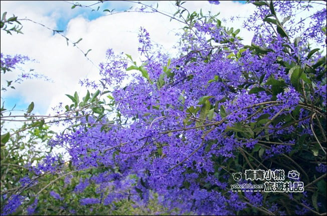 南投景點》南平山道田生態農場．埔里錫葉藤盛開中~浪漫紫花景點 @青青小熊＊旅遊札記