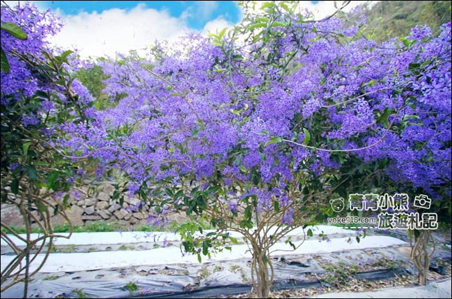 南投景點》南平山道田生態農場.埔里錫葉藤盛開中~浪漫紫花景點 @青青小熊*旅遊札記 南投景點》南平山道田生態農場.埔里錫葉藤盛開中~浪漫紫花景點 @青青小熊*旅遊札記