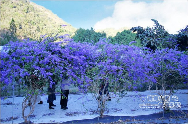 南投景點》南平山道田生態農場.埔里錫葉藤盛開中~浪漫紫花景點 @青青小熊*旅遊札記 南投景點》南平山道田生態農場.埔里錫葉藤盛開中~浪漫紫花景點 @青青小熊*旅遊札記