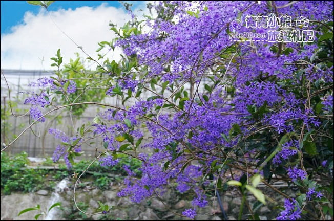 南投景點》南平山道田生態農場.埔里錫葉藤盛開中~浪漫紫花景點 @青青小熊*旅遊札記 南投景點》南平山道田生態農場.埔里錫葉藤盛開中~浪漫紫花景點 @青青小熊*旅遊札記