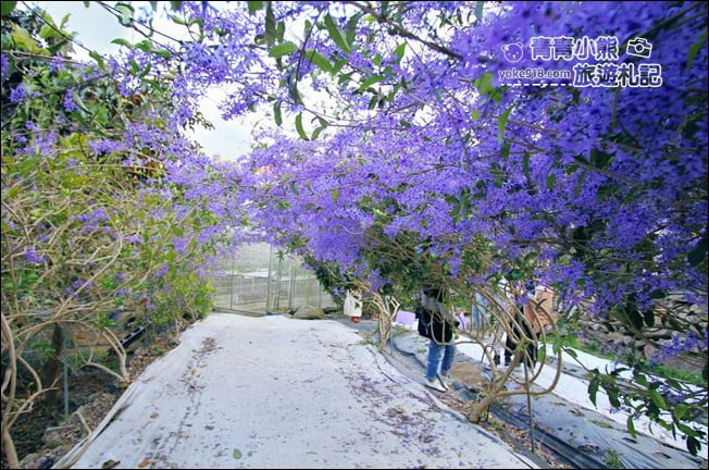 南投景點》南平山道田生態農場.埔里錫葉藤盛開中~浪漫紫花景點 @青青小熊*旅遊札記 南投景點》南平山道田生態農場.埔里錫葉藤盛開中~浪漫紫花景點 @青青小熊*旅遊札記