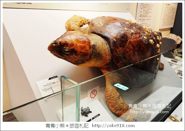 沖繩景點》沖繩縣立博物館・美術館~沖繩超美建築,親子同遊來這玩 @青青小熊*旅遊札記 沖繩景點》沖繩縣立博物館・美術館~沖繩超美建築,親子同遊來這玩 @青青小熊*旅遊札記