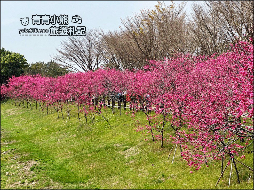 台中賞櫻景點》后里崴立機電櫻花.夾道滿開的櫻花林 @青青小熊*旅遊札記 台中賞櫻景點》后里崴立機電櫻花.夾道滿開的櫻花林 @青青小熊*旅遊札記