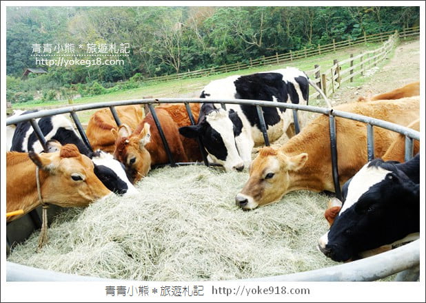 苗栗通霄景點》飛牛牧場‧親子同遊好去處~親近小動物一起散步去 @青青小熊＊旅遊札記
