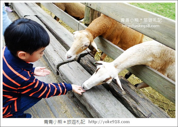 苗栗通霄景點》飛牛牧場‧親子同遊好去處~親近小動物一起散步去 @青青小熊＊旅遊札記