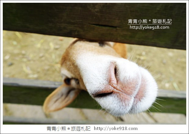 苗栗通霄景點》飛牛牧場‧親子同遊好去處~親近小動物一起散步去 @青青小熊*旅遊札記 苗栗通霄景點》飛牛牧場‧親子同遊好去處~親近小動物一起散步去 @青青小熊*旅遊札記