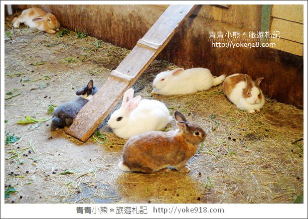 苗栗通霄景點》飛牛牧場‧親子同遊好去處~親近小動物一起散步去 @青青小熊*旅遊札記 苗栗通霄景點》飛牛牧場‧親子同遊好去處~親近小動物一起散步去 @青青小熊*旅遊札記