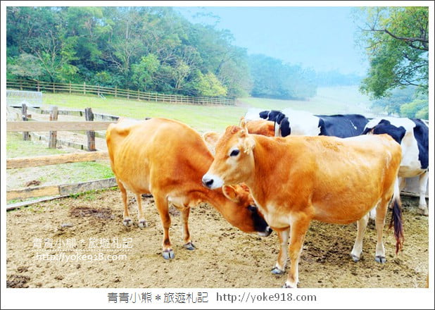 苗栗通霄景點》飛牛牧場‧親子同遊好去處~親近小動物一起散步去 @青青小熊*旅遊札記 苗栗通霄景點》飛牛牧場‧親子同遊好去處~親近小動物一起散步去 @青青小熊*旅遊札記
