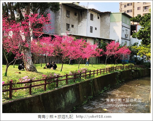 桃園景點》中壢莒光公園．八重櫻~超美櫻花景點來這賞 @青青小熊＊旅遊札記