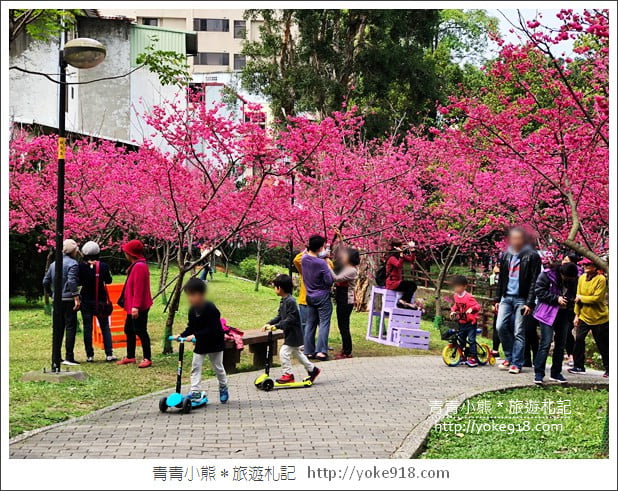 桃園景點》中壢莒光公園.八重櫻~超美櫻花景點來這賞 @青青小熊*旅遊札記 桃園景點》中壢莒光公園.八重櫻~超美櫻花景點來這賞 @青青小熊*旅遊札記