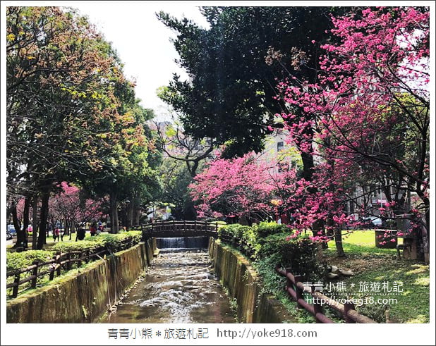 桃園景點》中壢莒光公園.八重櫻~超美櫻花景點來這賞 @青青小熊*旅遊札記 桃園景點》中壢莒光公園.八重櫻~超美櫻花景點來這賞 @青青小熊*旅遊札記