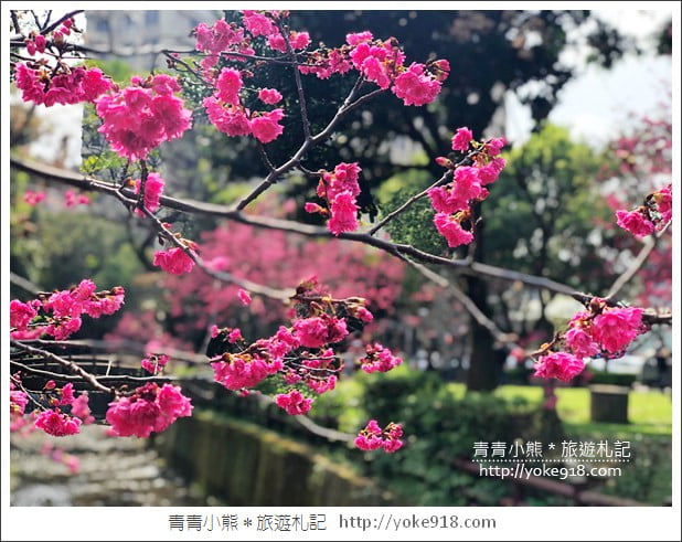 桃園景點》中壢莒光公園.八重櫻~超美櫻花景點來這賞 @青青小熊*旅遊札記 桃園景點》中壢莒光公園.八重櫻~超美櫻花景點來這賞 @青青小熊*旅遊札記