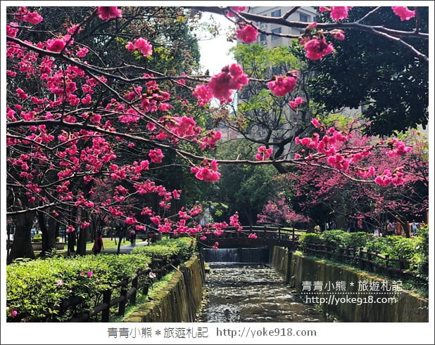 桃園景點》中壢莒光公園．八重櫻~超美櫻花景點來這賞 @青青小熊＊旅遊札記