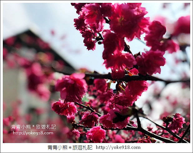 桃園景點》中壢莒光公園.八重櫻~超美櫻花景點來這賞 @青青小熊*旅遊札記 桃園景點》中壢莒光公園.八重櫻~超美櫻花景點來這賞 @青青小熊*旅遊札記