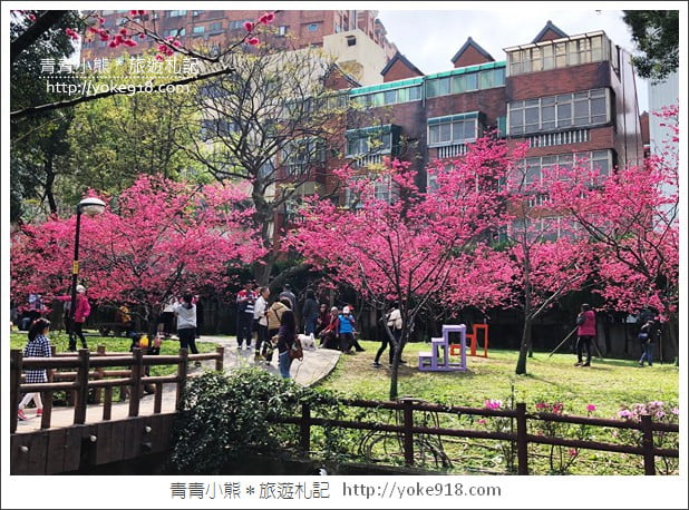 桃園景點》中壢莒光公園.八重櫻~超美櫻花景點來這賞 @青青小熊*旅遊札記 桃園景點》中壢莒光公園.八重櫻~超美櫻花景點來這賞 @青青小熊*旅遊札記