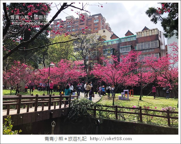桃園景點》中壢莒光公園．八重櫻~超美櫻花景點來這賞 @青青小熊＊旅遊札記