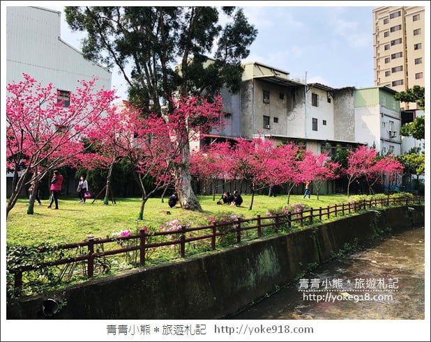 桃園景點》中壢莒光公園.八重櫻~超美櫻花景點來這賞 @青青小熊*旅遊札記 桃園景點》中壢莒光公園.八重櫻~超美櫻花景點來這賞 @青青小熊*旅遊札記