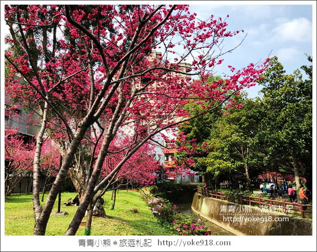 桃園景點》中壢莒光公園.八重櫻~超美櫻花景點來這賞 @青青小熊*旅遊札記 桃園景點》中壢莒光公園.八重櫻~超美櫻花景點來這賞 @青青小熊*旅遊札記