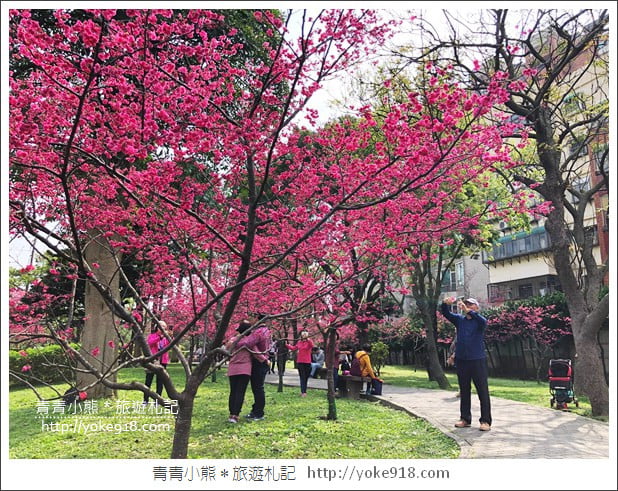 桃園景點》中壢莒光公園.八重櫻~超美櫻花景點來這賞 @青青小熊*旅遊札記 桃園景點》中壢莒光公園.八重櫻~超美櫻花景點來這賞 @青青小熊*旅遊札記