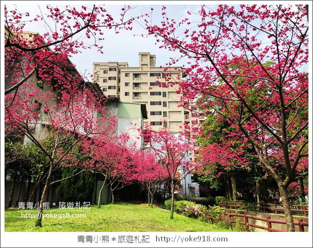 桃園景點》中壢莒光公園.八重櫻~超美櫻花景點來這賞 @青青小熊*旅遊札記 桃園景點》中壢莒光公園.八重櫻~超美櫻花景點來這賞 @青青小熊*旅遊札記