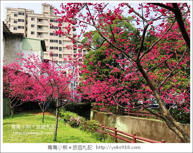 桃園景點》中壢莒光公園．八重櫻~超美櫻花景點來這賞 @青青小熊＊旅遊札記