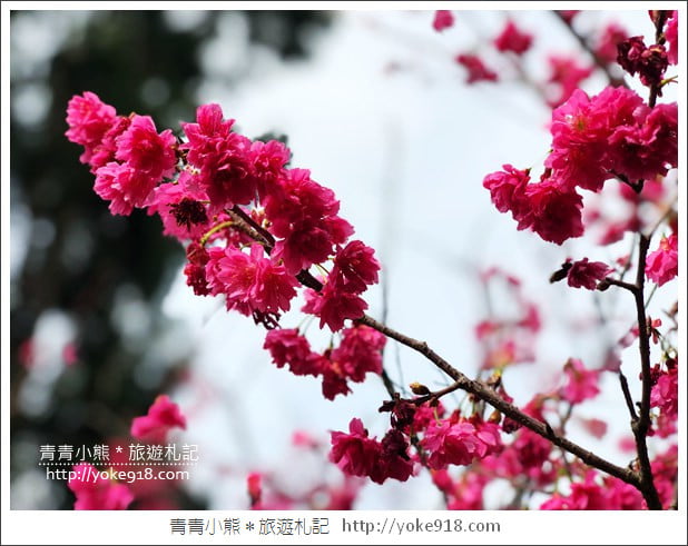 桃園景點》中壢莒光公園.八重櫻~超美櫻花景點來這賞 @青青小熊*旅遊札記 桃園景點》中壢莒光公園.八重櫻~超美櫻花景點來這賞 @青青小熊*旅遊札記